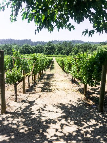 Napa valley travel guide and itinerary