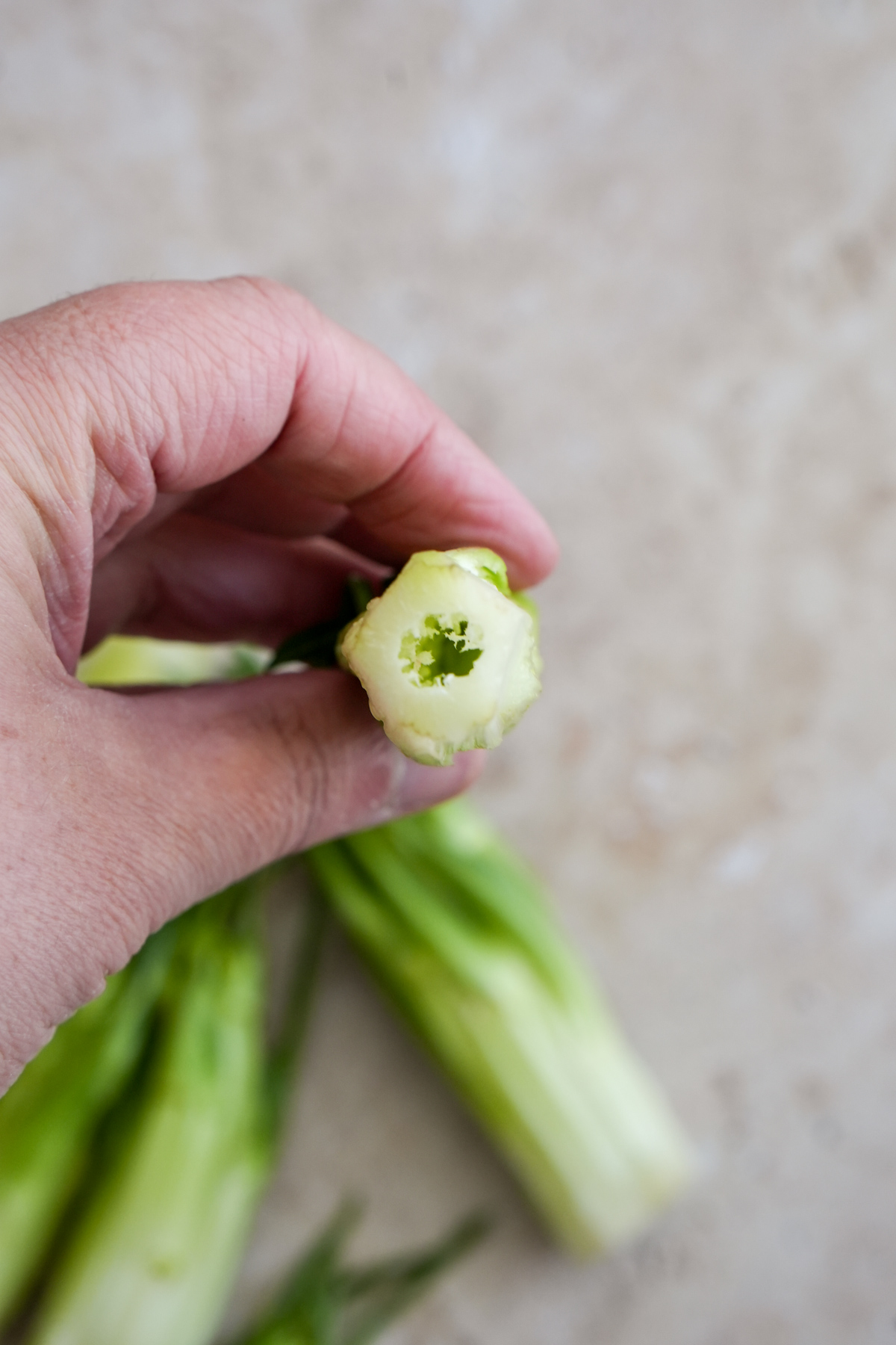 Puntarelle stalk with a hole at the bottom being held by a hand