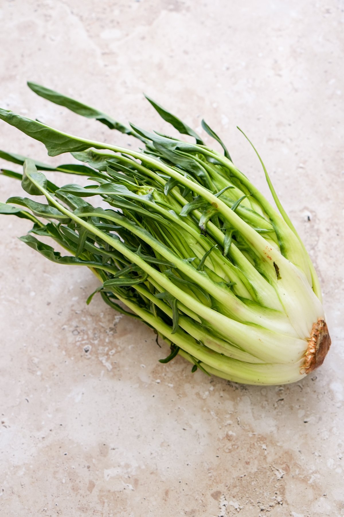 Side view of whole head of puntarelle